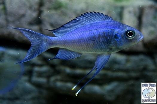 Ophthalmotilapia ventralis 'Kasanga'